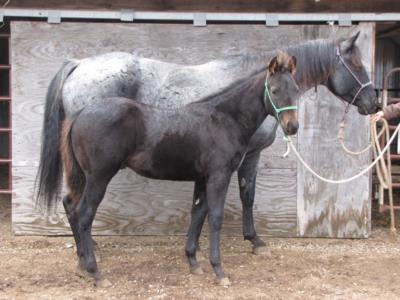 Paddys Gin Dash JW<br>AQHA 5610258